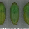 pol icarus pupa5 volg1